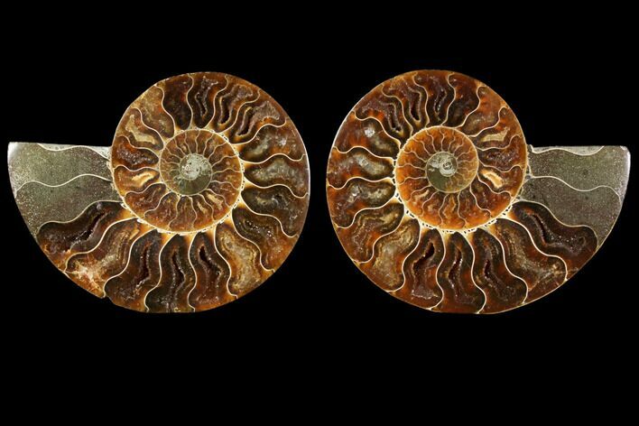 Agatized Ammonite Fossil - Madagascar #114851